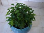 DSC05863.JPG