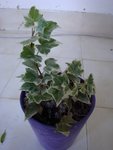 DSC05866.JPG