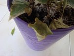 DSC05867.JPG