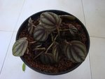 DSC05868.JPG