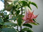 fleur-de-brugmansia.jpg