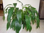 DSC05874.JPG