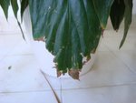 DSC05878.JPG