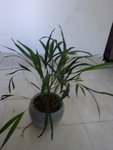 DSC05890.JPG