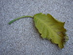 DSC06780.JPG