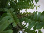 DSC05887.JPG