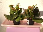 Voilà, ceux là ce sont les &quot;normalement&quot; fushia, se sont les moins mal en point, ils me refont quelques petits bourgeons par ci par là...