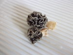 Morilles.jpg