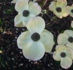fleur2.jpg