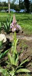 Muscari - 28 S.jpg