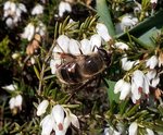 abeilles-ConvertImage.jpg