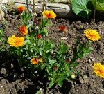 Marguerite - 30 N.jpg