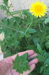 IMG_1023.jpg