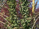 DSCF2371.jpg