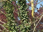 DSCF2372.jpg
