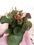 Les voici, toujours les 2 fushia, d'un peu plus près...