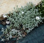 Iberis sempervirens - 28 S.jpg