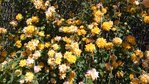 FleursCysoing (3)a.JPG
