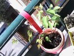 ça ce sont des abricotiers. Les seuls dont je sois sûre; plantés l'année dernière