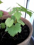 Photo 10<br />Au vu des feuilles je dirais que c'était des pépins de raisin. Ces plantes ont poussées l'été dernier et les feuilles sont tombées cet hiver puis ont réapparues ce printemps