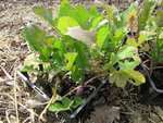 Voici les plants qui ont un peu souffert des baveux