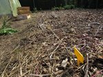 Les étiquettes jaunes marquent l'emplacement des pieds de tomates.