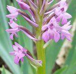 Anacamptis pyramidalis - 28 S.jpg
