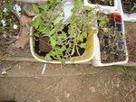 tomates2.jpg