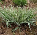 Phormium - 28 N.jpg