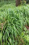 Herbes.jpg