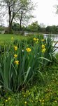 Iris 1.jpg