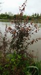 Saule.jpg