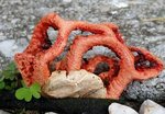 Clathrus rubber - 30 NE.jpg