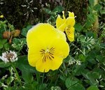 Viola sp - 28 NE.jpg