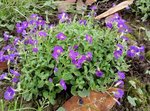 Aubrieta sp - 28 SO.jpg