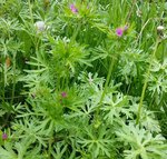 Geranium dissectum - 28 SO.jpg