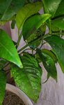 voici le citronnier