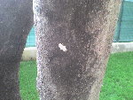 Photo de la bestiole