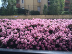 ABELIA.jpg