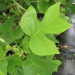 liriodendron-feuille-g1.jpg