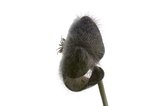 stapelia-1.jpg