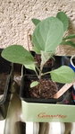 Plant d'aubergines avec, peut-être, des gourmands (en blanc)