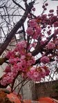 IMG_20160421_091346236_HDR.jpg