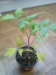 IMG_20160428_091628.jpg