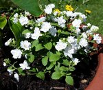 Sutera cordata - 28 E.jpg