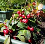 Gaultheria procumbens - 28 C.jpg