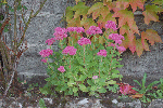 Fleurs-sept-2008-Sédum.gif