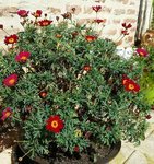Marguerites rouges - 30 C.jpg
