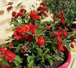 Fleurs rouges - 30 C.jpg