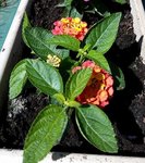 Lantana - 28 C.jpg